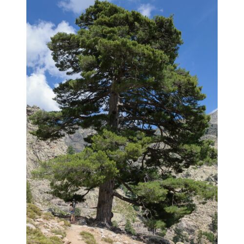 Feketefenyő korzikai - Pinus nigra ssp. laricio 80/100cm K10L