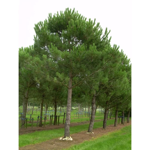 Pinus pinea