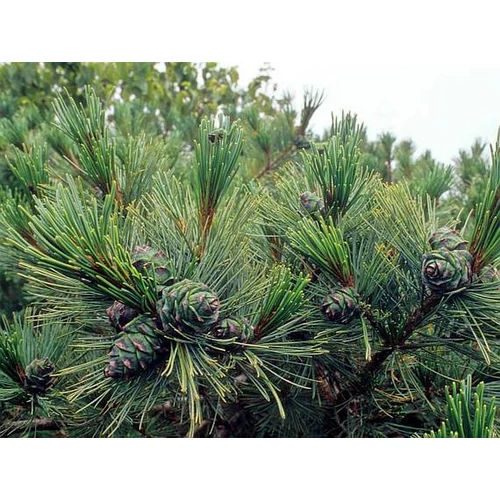 Pinus pumila 'Nigra'