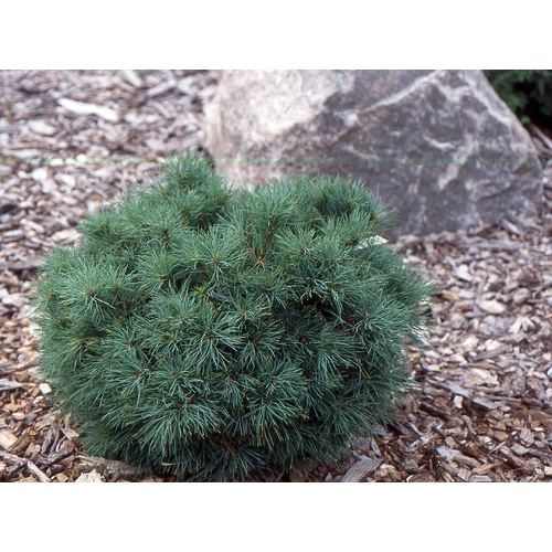 Pinus strobus 'Sea Urchin'