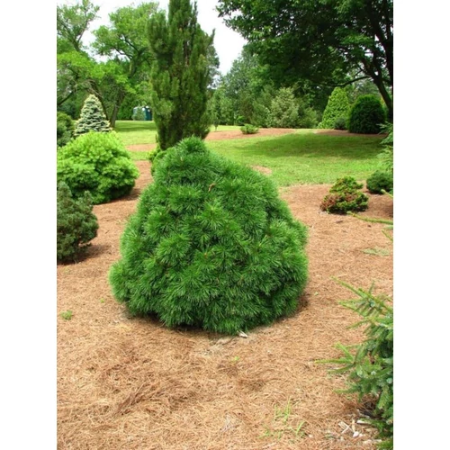 Pinus sylvestris 'Moseri'