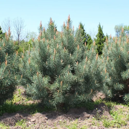 Pinus sylvestris 'Watereri'