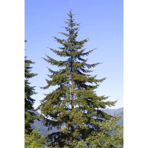 Pseudotsuga menziesii