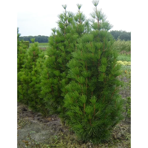 Sciadopitys verticillata