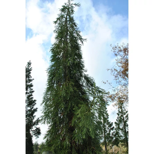 Sequoiadendron giganteum 'Barabits Requiem'