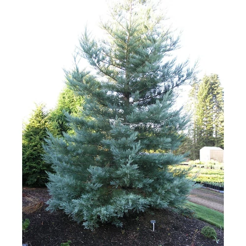Sequoiadendron giganteum 'Hazel Smith'
