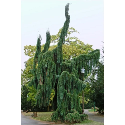 Sequoiadendron giganteum 'Pendulum'