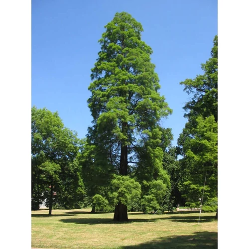 Taxodium distichum