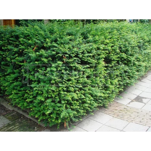 Taxus baccata 'Barmstedter'