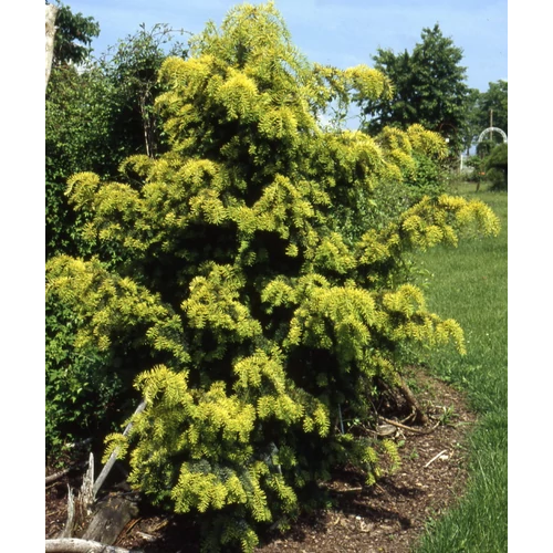 Taxus baccata 'Dovastoniana Aurea'