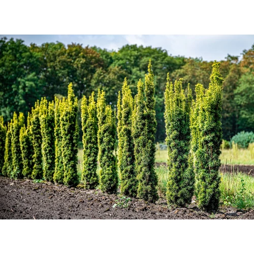 Taxus baccata 'Fastigiata Aurea'