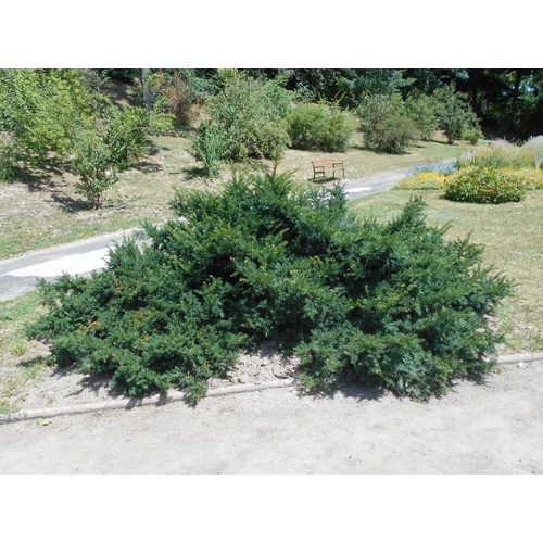 Taxus baccata 'Repandens'