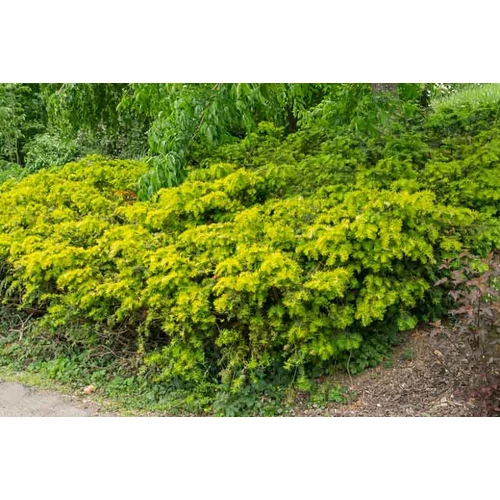 Taxus baccata 'Repandens Aurea'