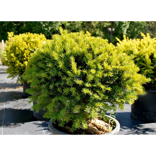 Taxus media 'Brownii'