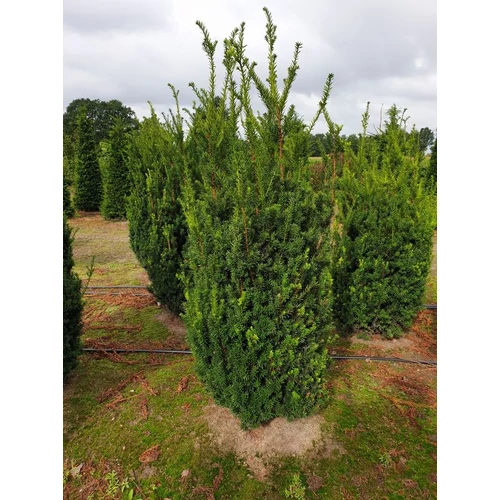 Taxus media 'Groenland'
