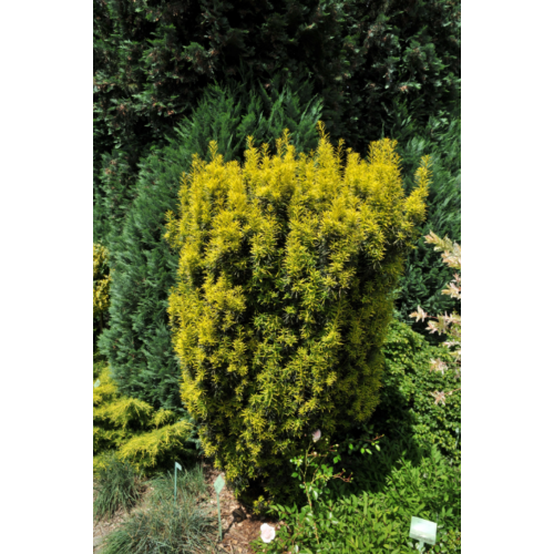 Tiszafa oszlopos sárgászöld - Taxus media 'Stefania' 100/125 cm 