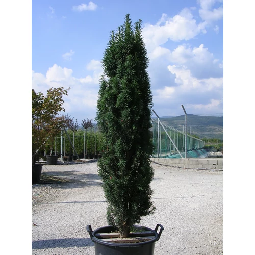 Taxus baccata 'Totem'