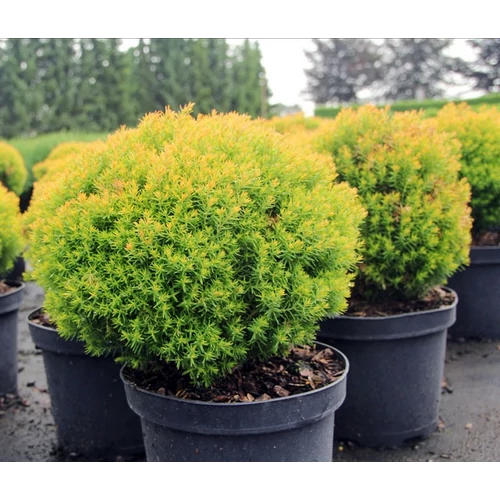 Thuja occidentalis 'Anniek'