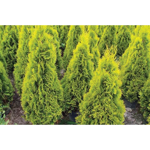 Thuja occidentalis 'Jantar'