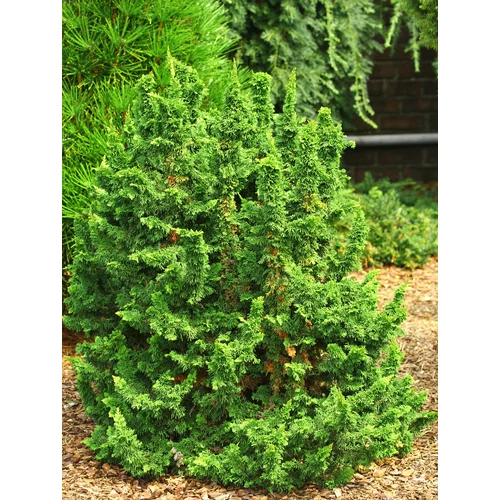 Thuja occidentalis 'Malonyana Holub'