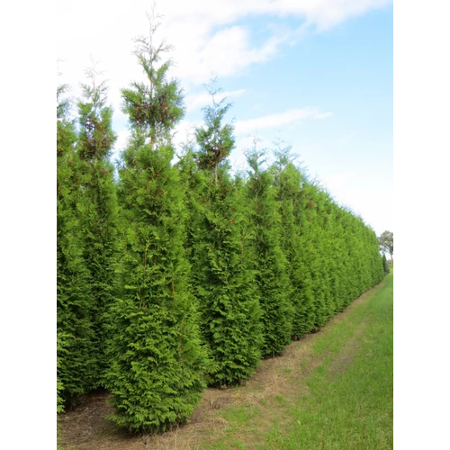 Thuja occidentalis 'Brabant'