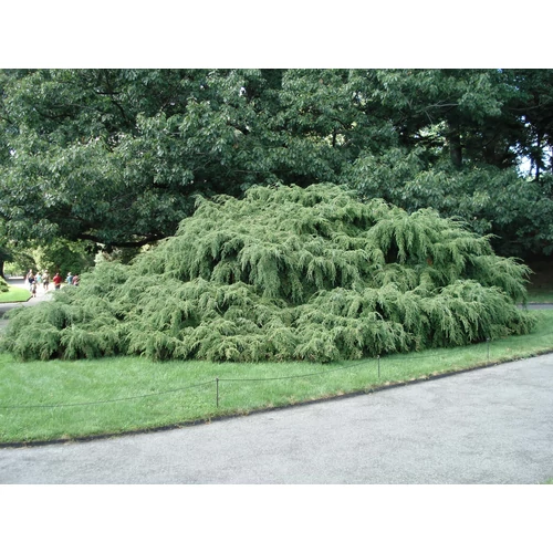Hemlokfenyő kanadai csüngő - Tsuga canadensis 'Pendula' 20/30cm K5l