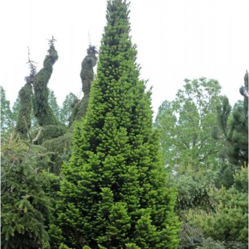 Abies alba 'Pyramidalis'
