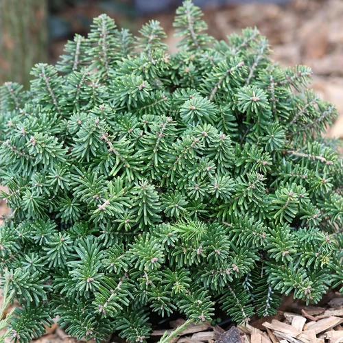 Abies balsamea 'Brillant'
