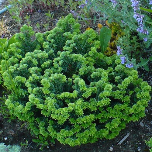 Abies balsamea 'Nana'