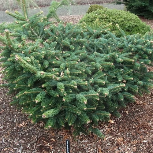 Abies cephalonica 'Meyer's Dwarf'