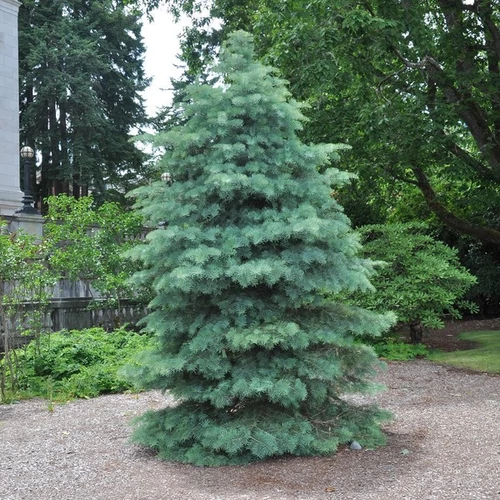 Abies concolor