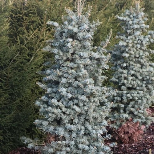 Abies concolor 'Archer's Dwarf'