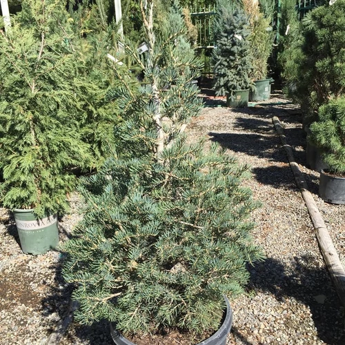 Abies concolor 'Fastigiata'
