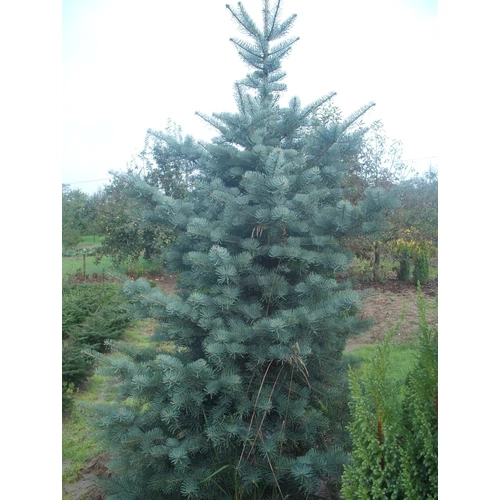 Abies concolor 'Kobri'