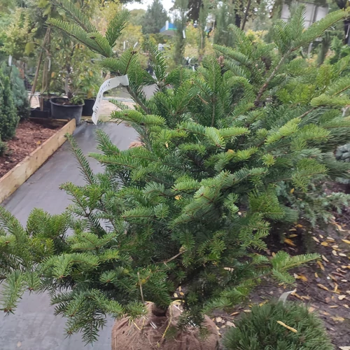 Jegenyfenyő mandzsu - Abies holophylla 125/150cm FL