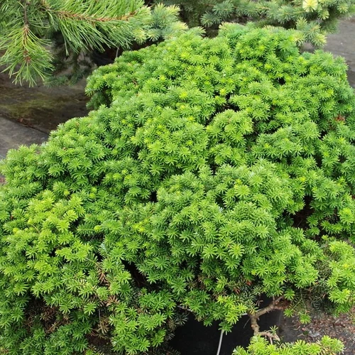 Abies koreana 'Cis'