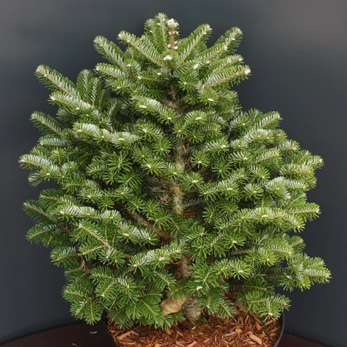 Abies koreana 'Discus'