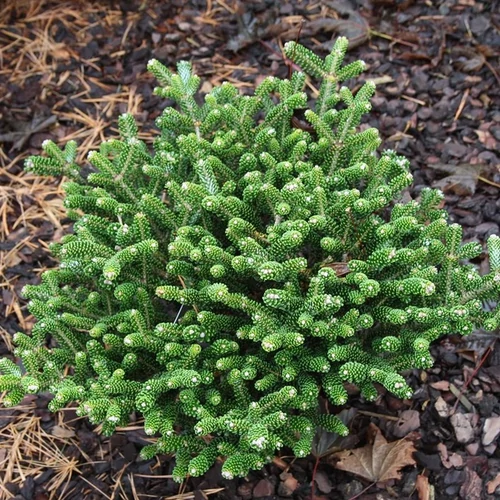 Abies koreana 'Oberon'