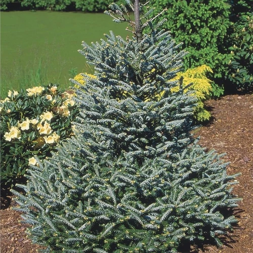 Abies koreana 'Silver Show'