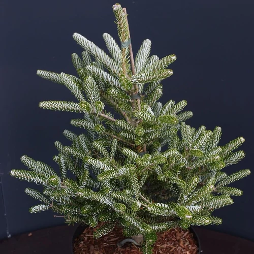 Abies koreana 'Silver Star'