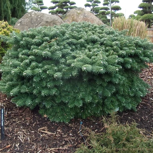 Abies koreana 'Tundra'