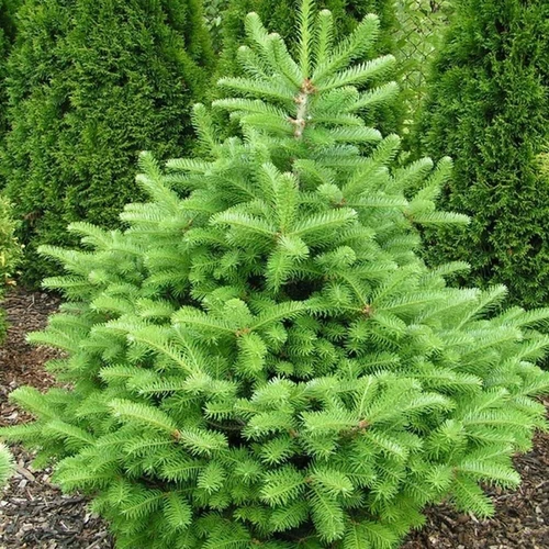 Abies koreocarpa 'Discus'