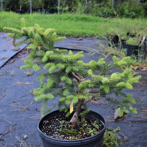 Abies pinsapo 'Aurea'