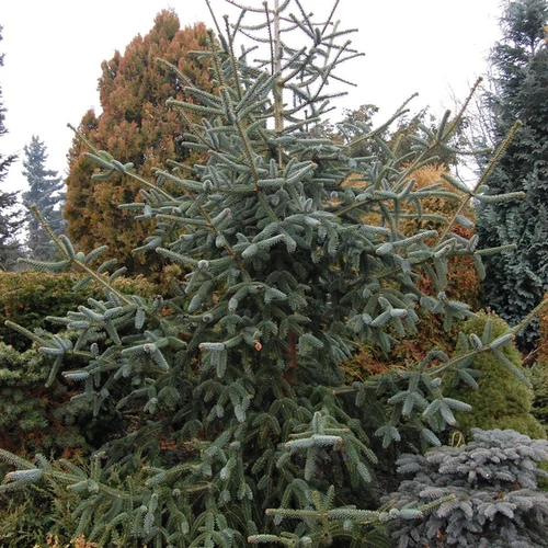 Abies pinsapo 'Glauca'