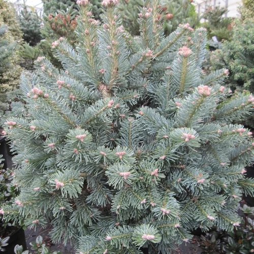 Abiesl asiocarpa 'Compacta'
