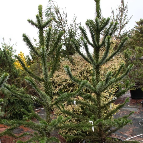 Araucaria araucana