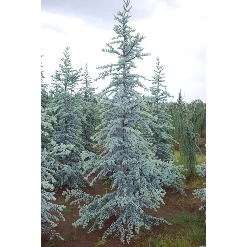 Cédrus atlasz szürkéskék - Cedrus atlantica 'Glauca' 200/225cm FL