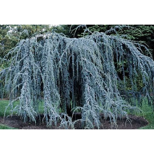 Cedrus atlantica 'Glauca Pendula'