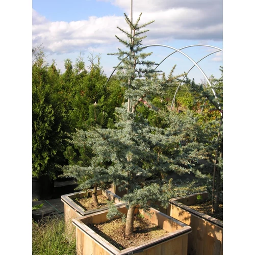 Cedrus atlantica 'Horstmann'