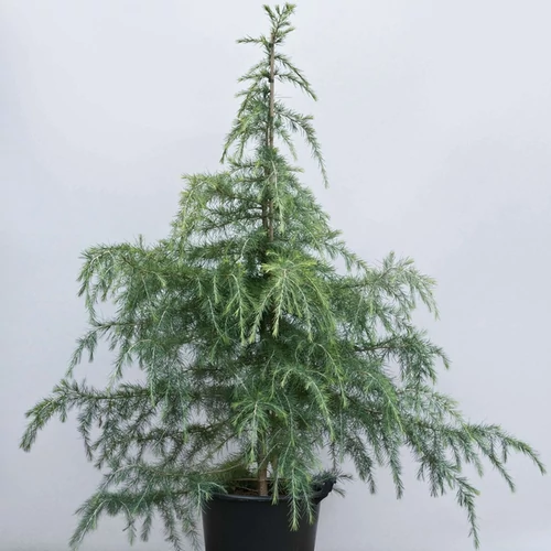 Cedrus deodara